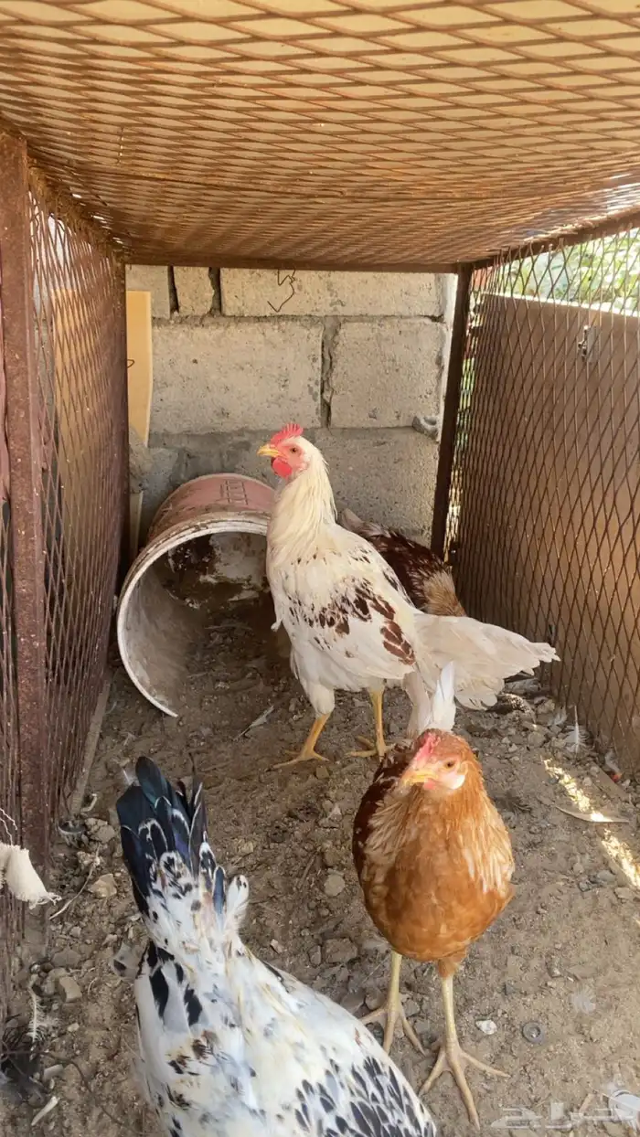 ديك  بلدي مشروط 0