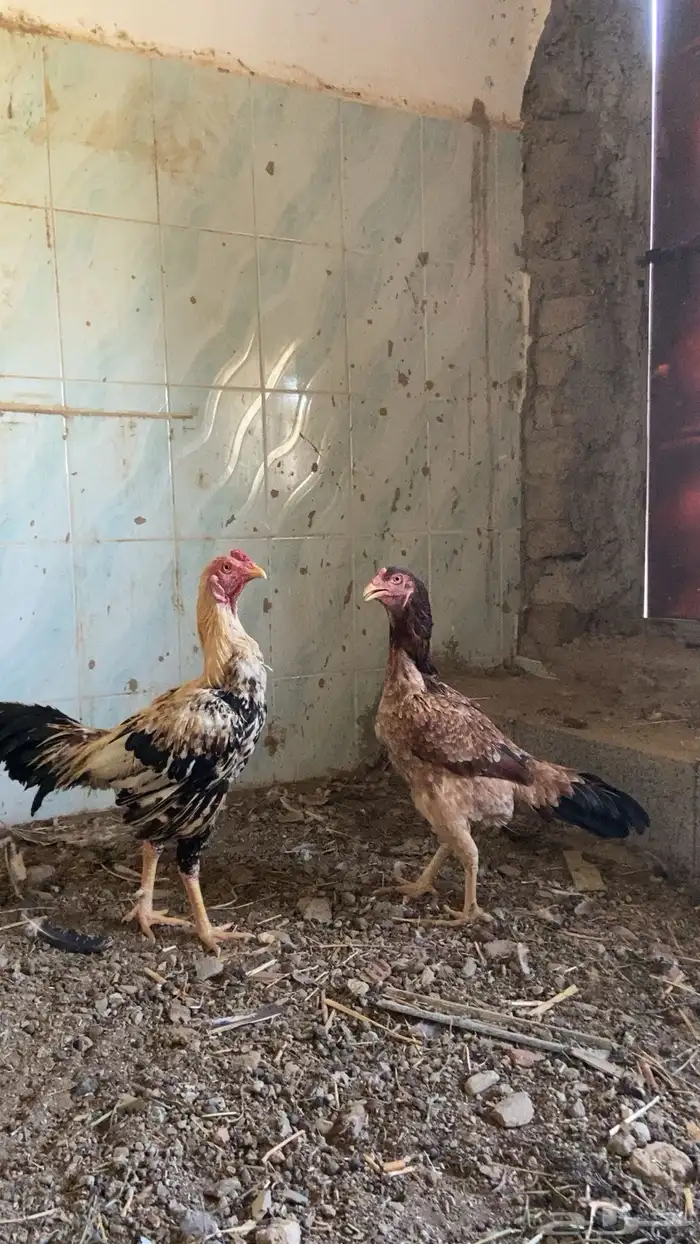 ديك للبيع صحه شرط 1