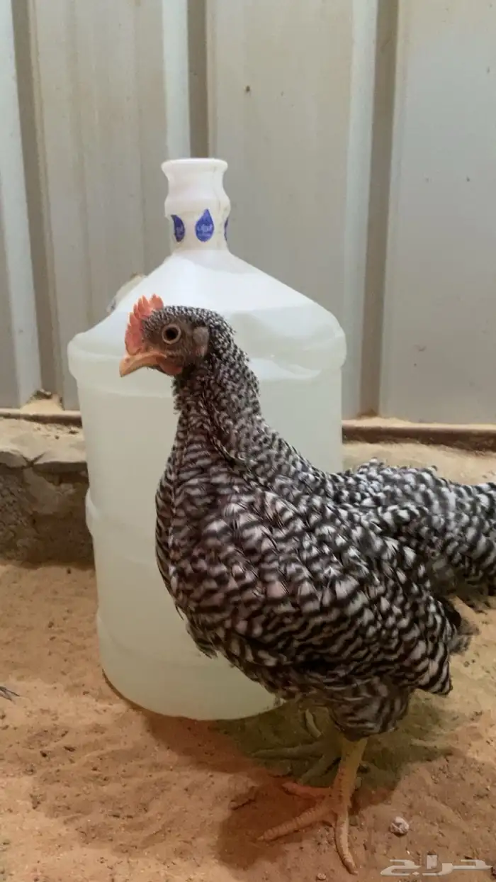 امروك الامريكي 2