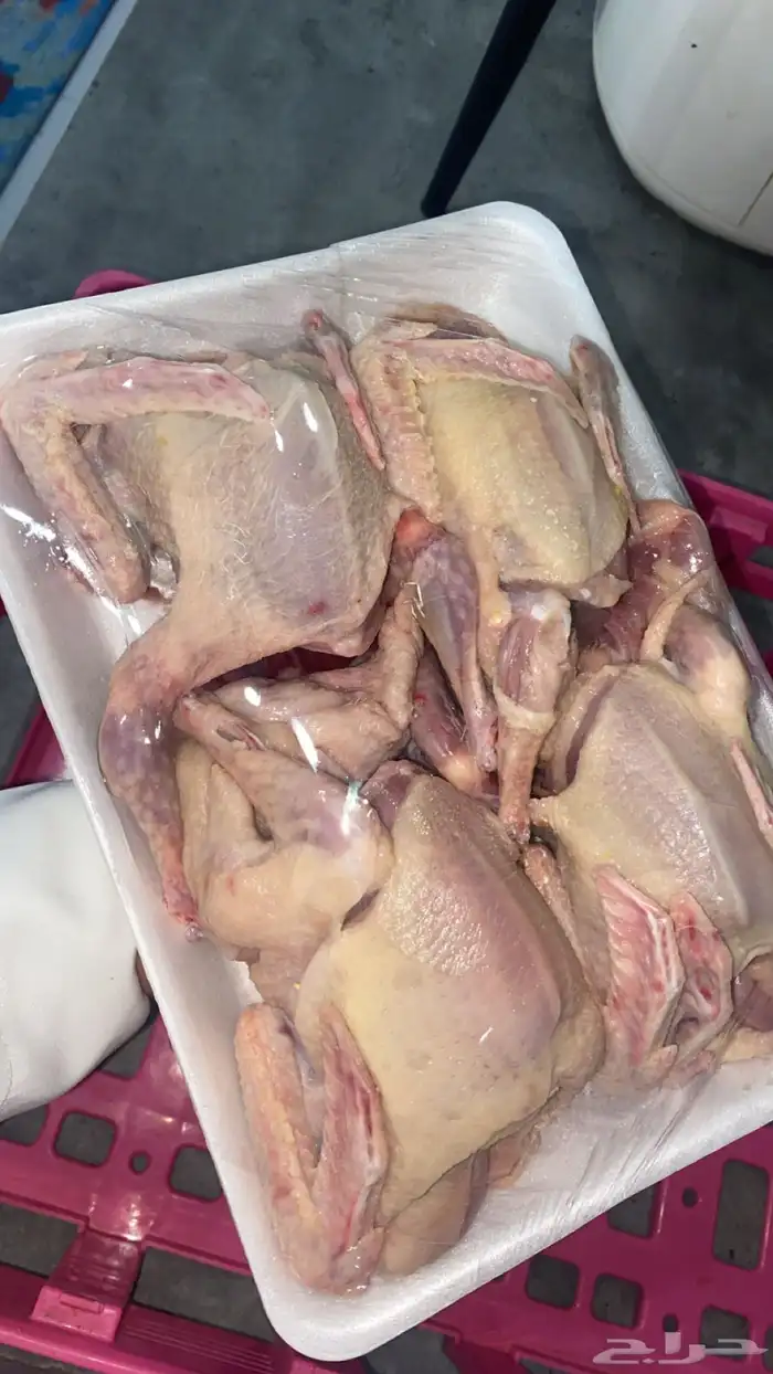 زغاليل حمام فرنسي 0