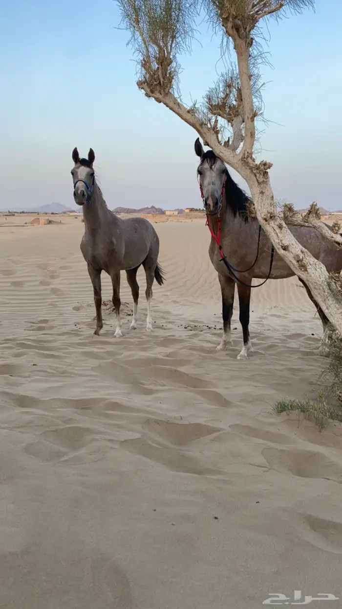 مهره كفو كفو كفو 1