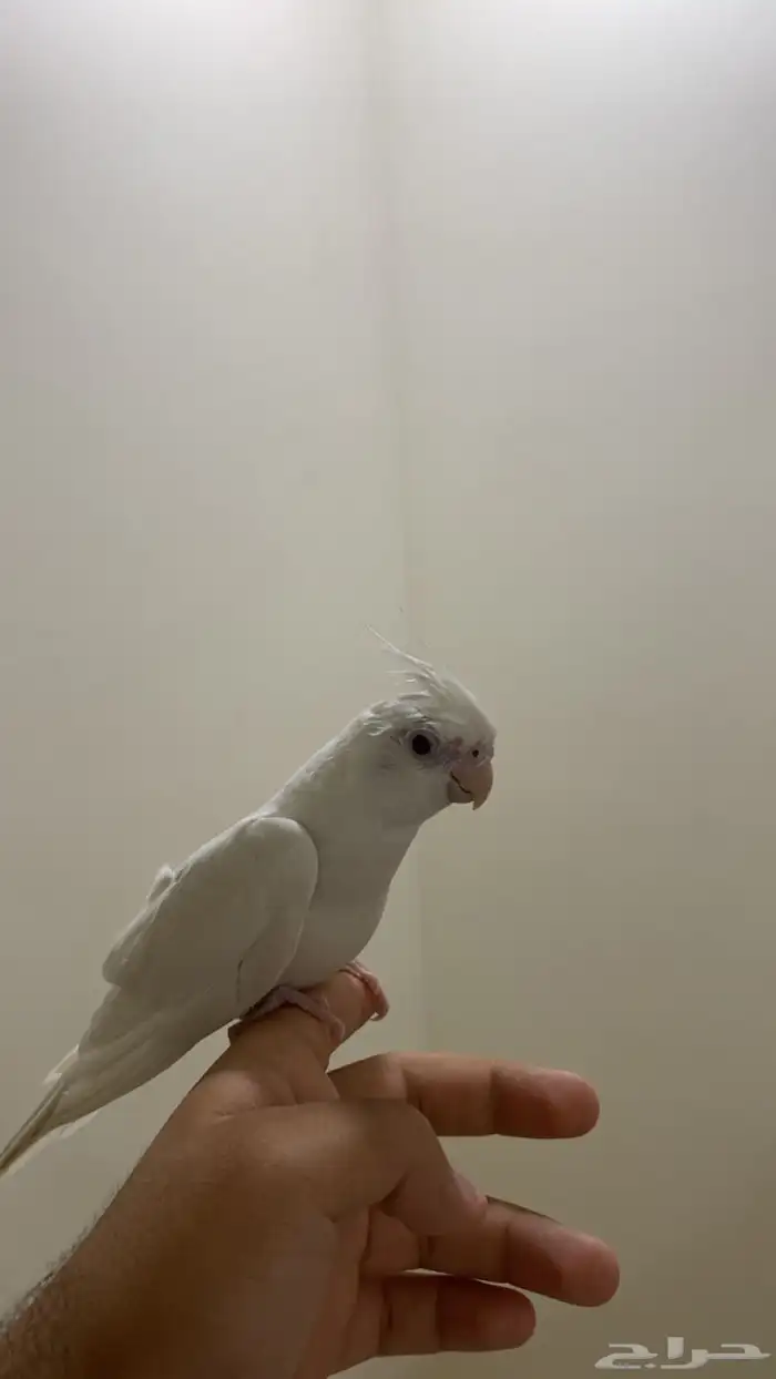 كروان البينو 0