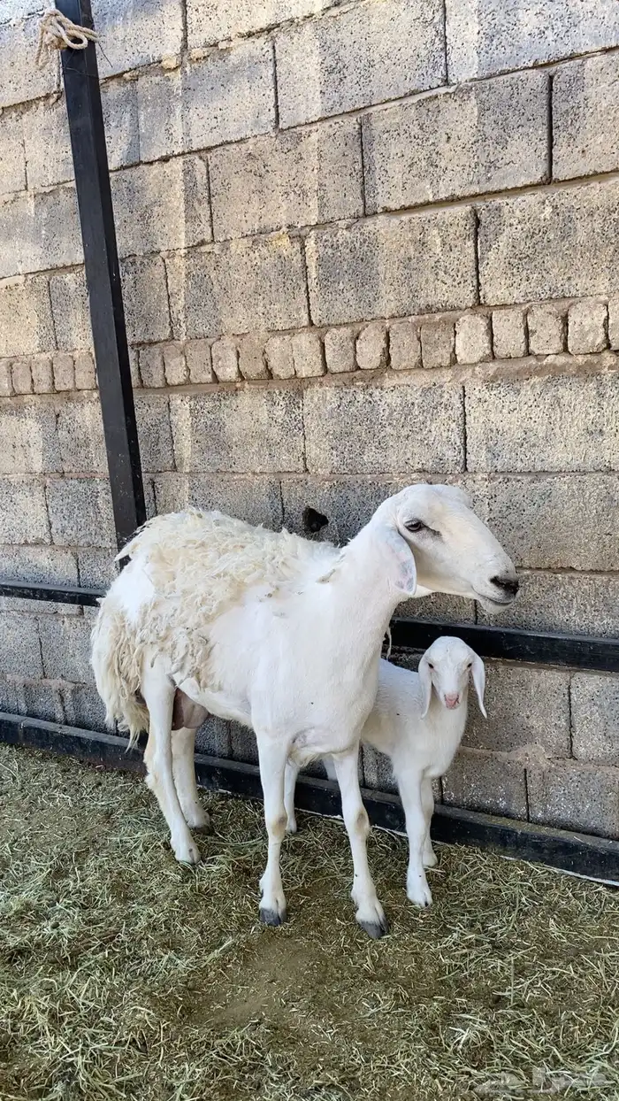 حرية حرشا رباع صنف الصنف نخبة والد(( تم البيع )) 1