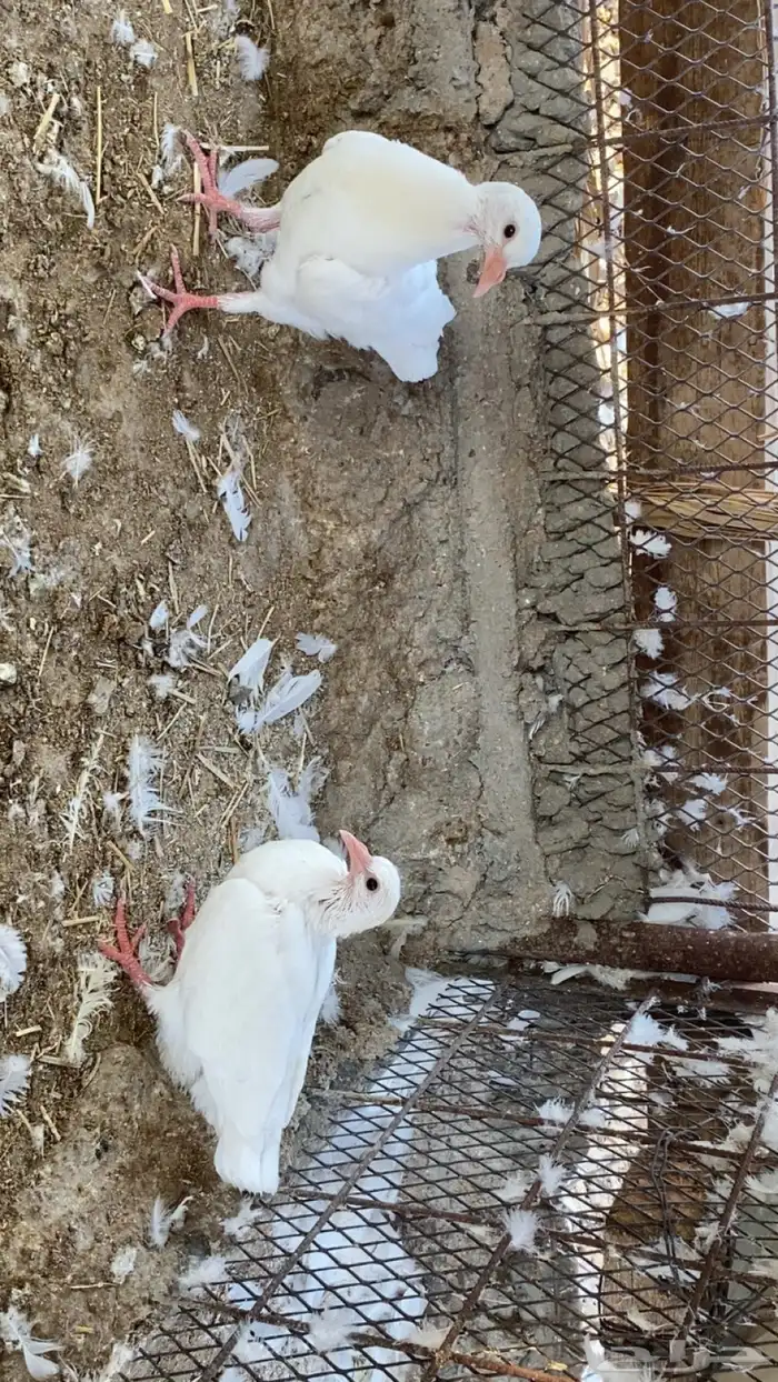 زغاليل شحم فل 2