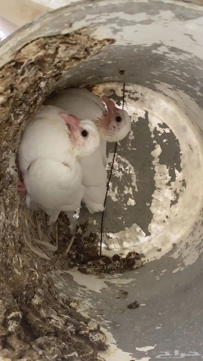 زغاليل شحم فل 1