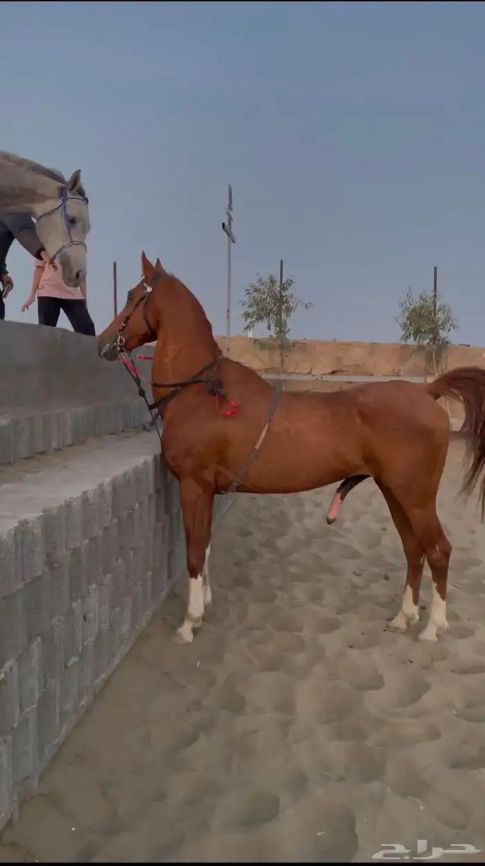 خيل شعبي للبيع. 0