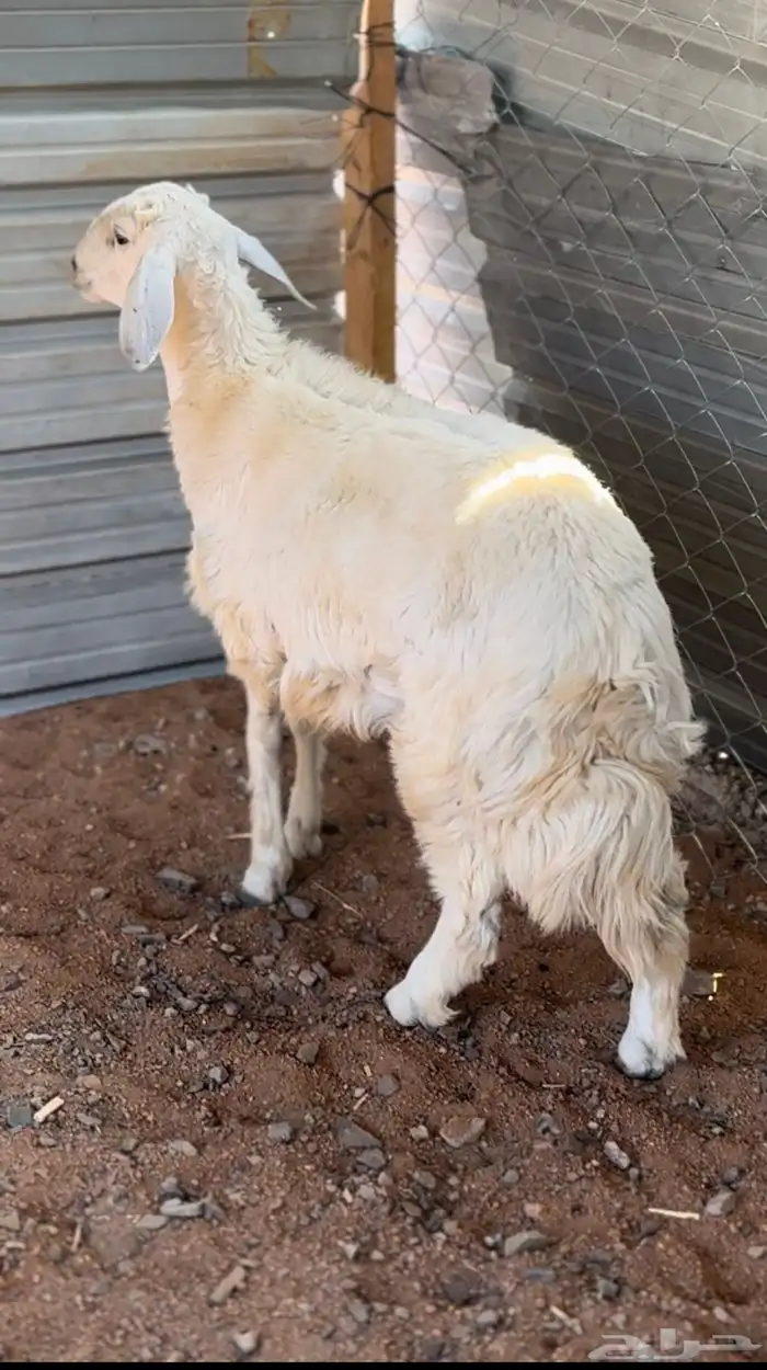 طلي حري فاخر للبيع 0