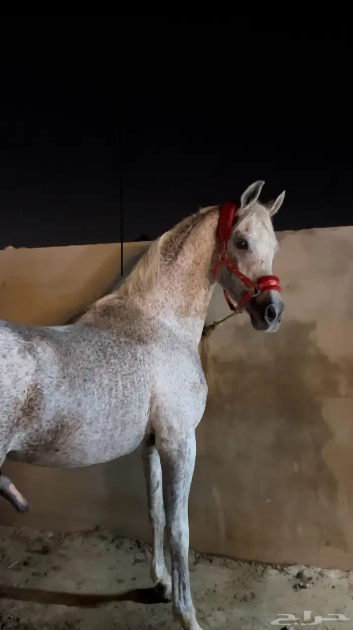 للبيع حصان شيخ السعر مناسب 0