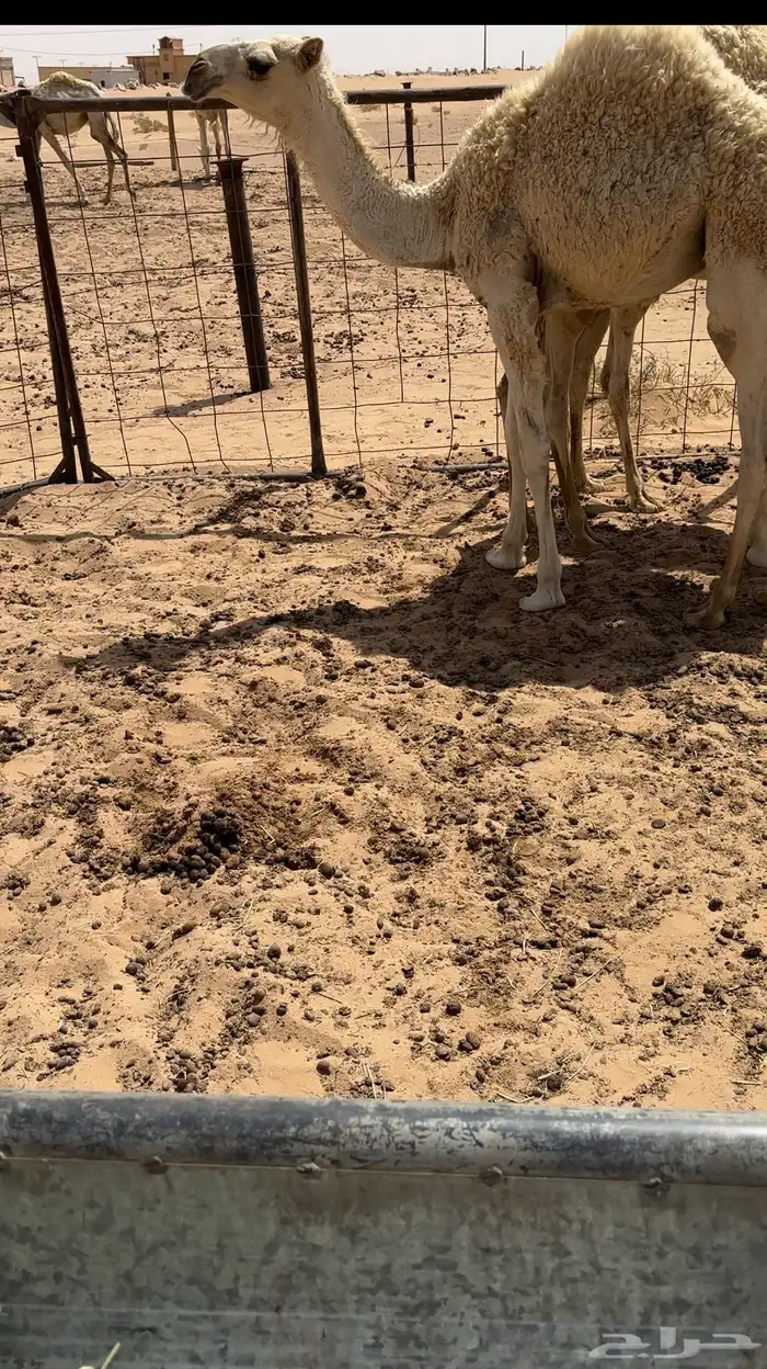 للبيع اعشرا ثنيه 1