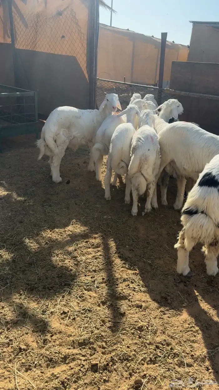 العدد13 الخرفان 9 والرخال 4 وفيها مهاجين على نجدي الصحة شرط 1