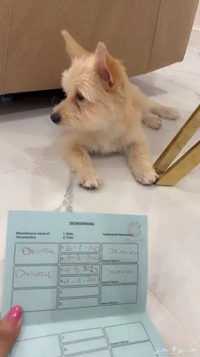 كلب للبيع index