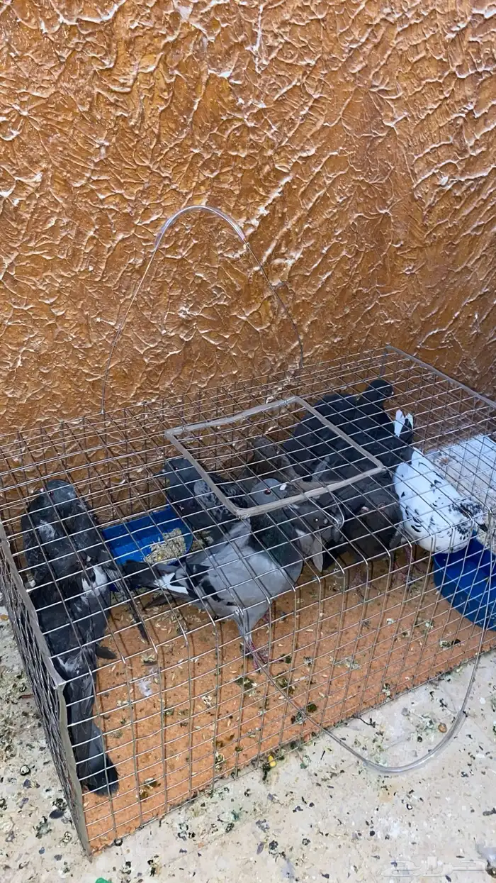 حمام سوادي علف للصقور 0