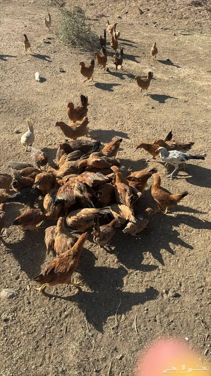 فروخ دجاج بلدي وفرنسي العدد 140 العمر قريب ثلاثه شهور 1