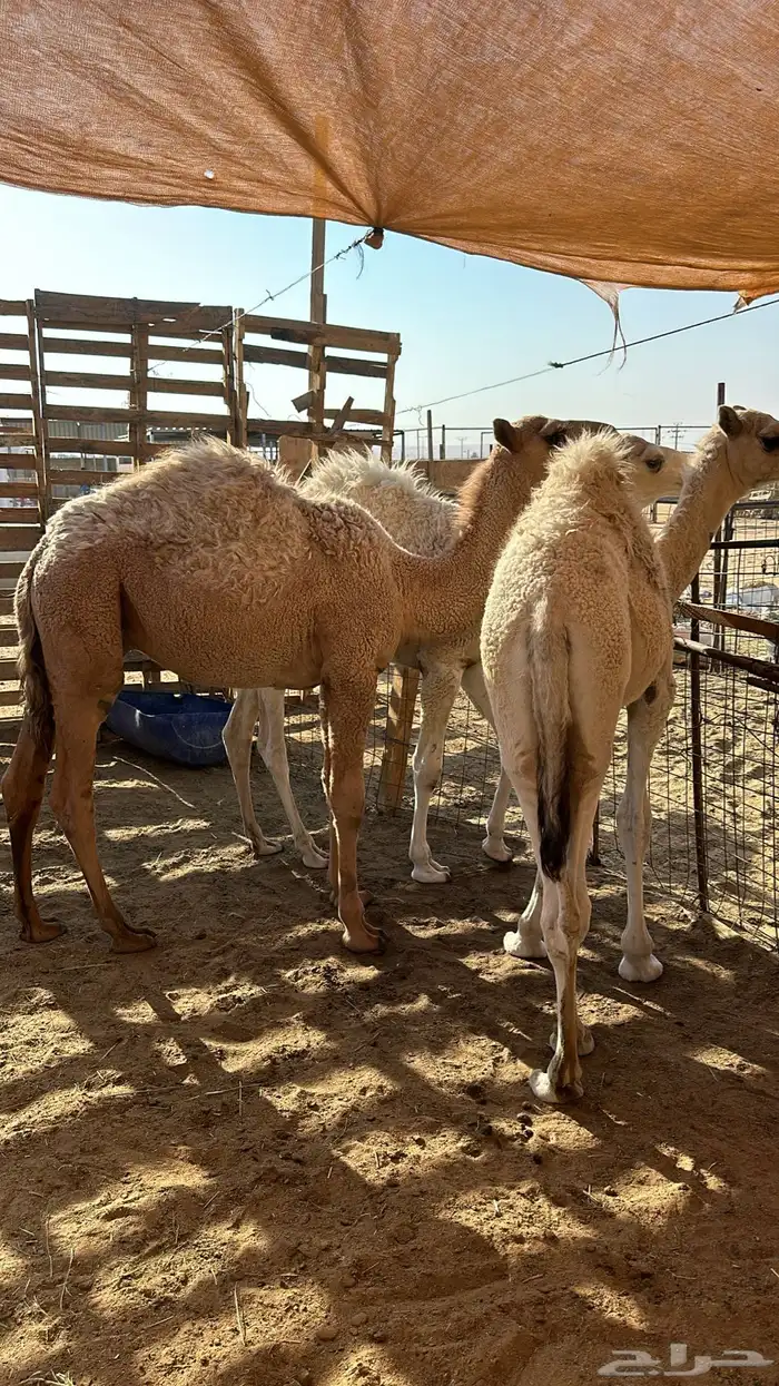 قعدان قصب العدد 3 0