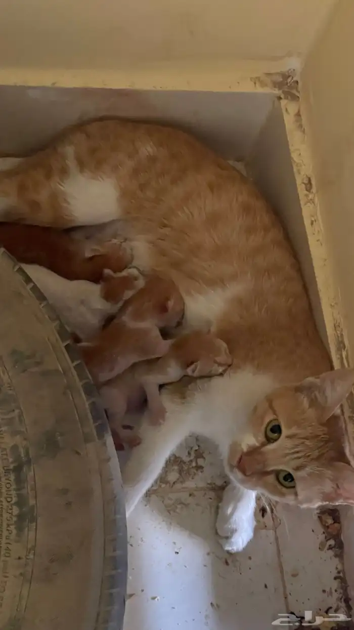 قط وعيالها للتبني 0