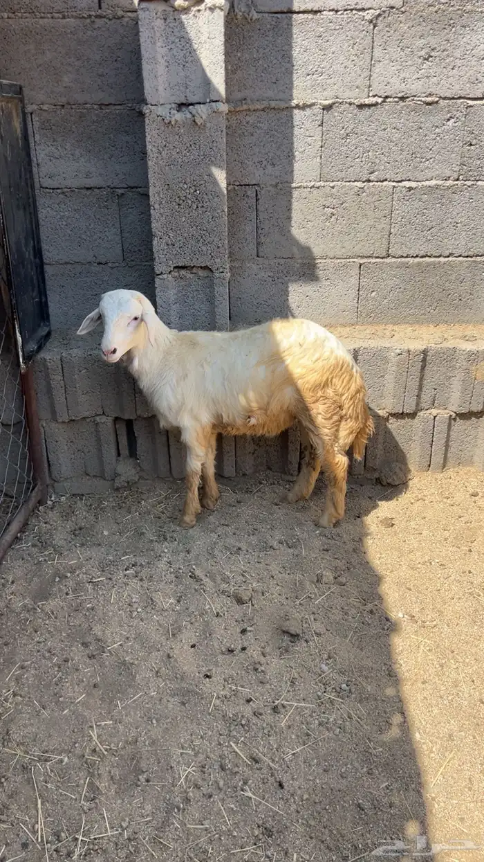 خروف ذبيحه 0