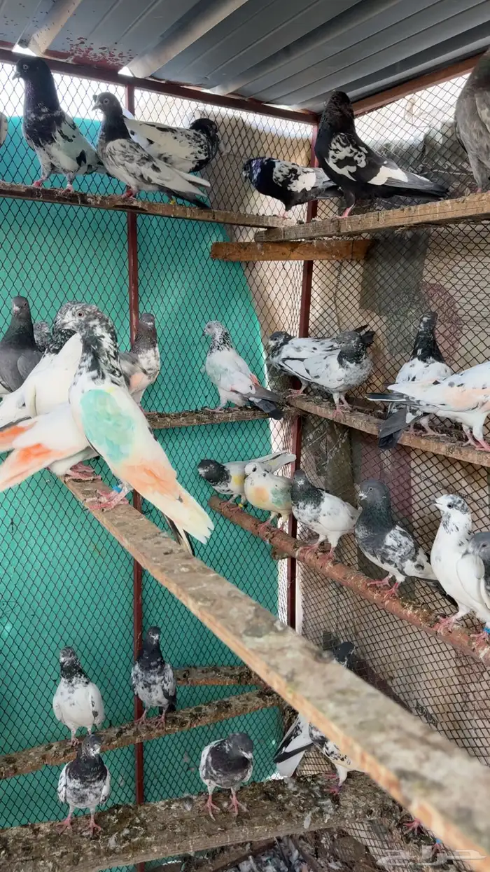 حمام باكستاني طيار 0