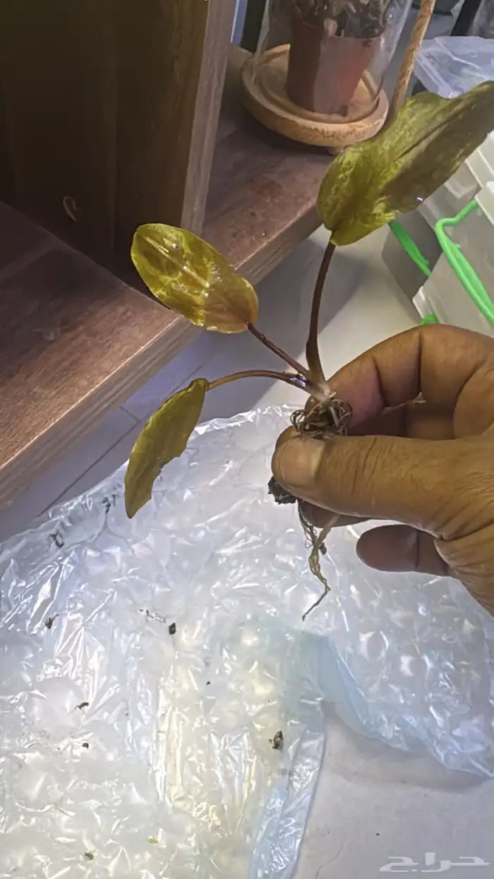 احواض سمك aquarium مزروعة  ونباتات مائية   تصاميم إحترافية 15