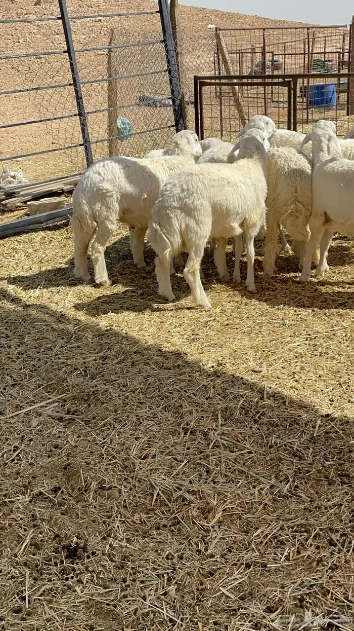 طليان ذبايح حريات 16