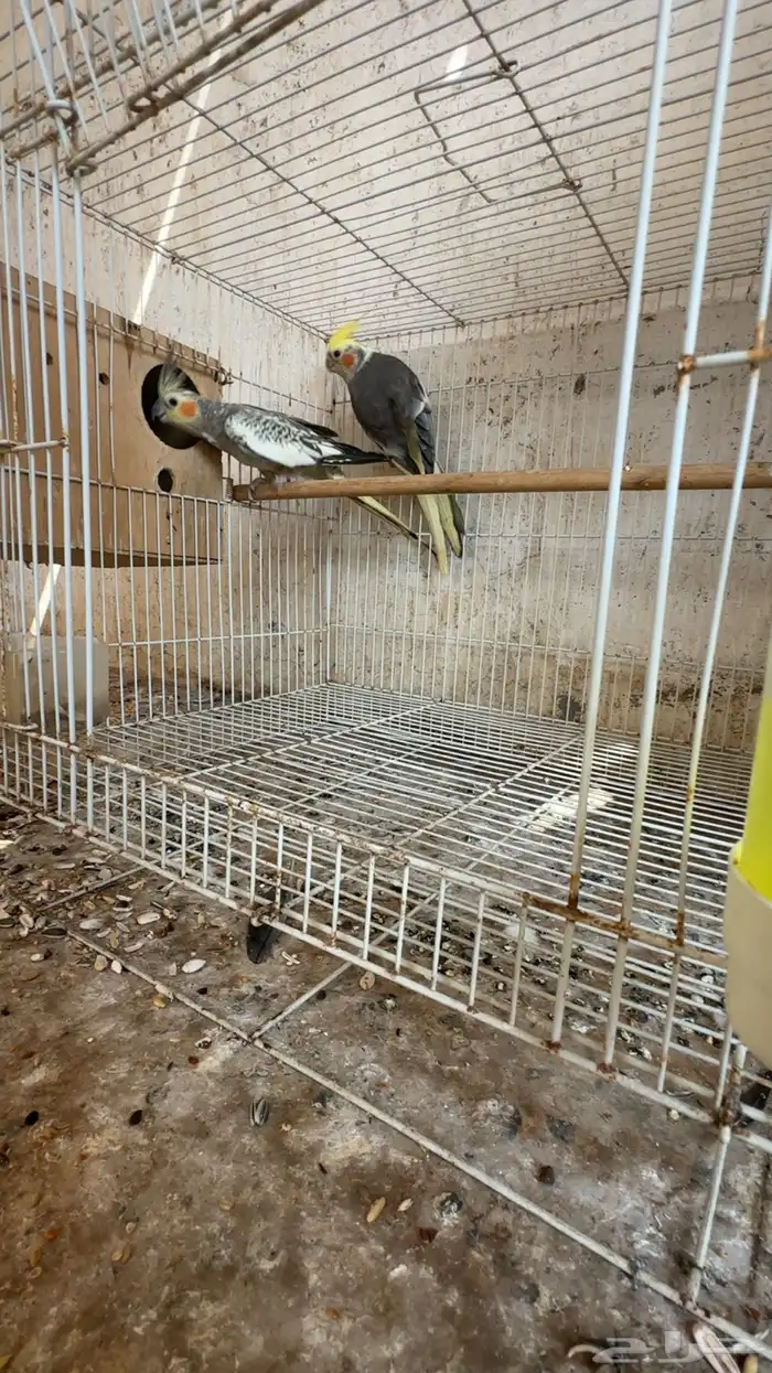 ازواج كروان 2