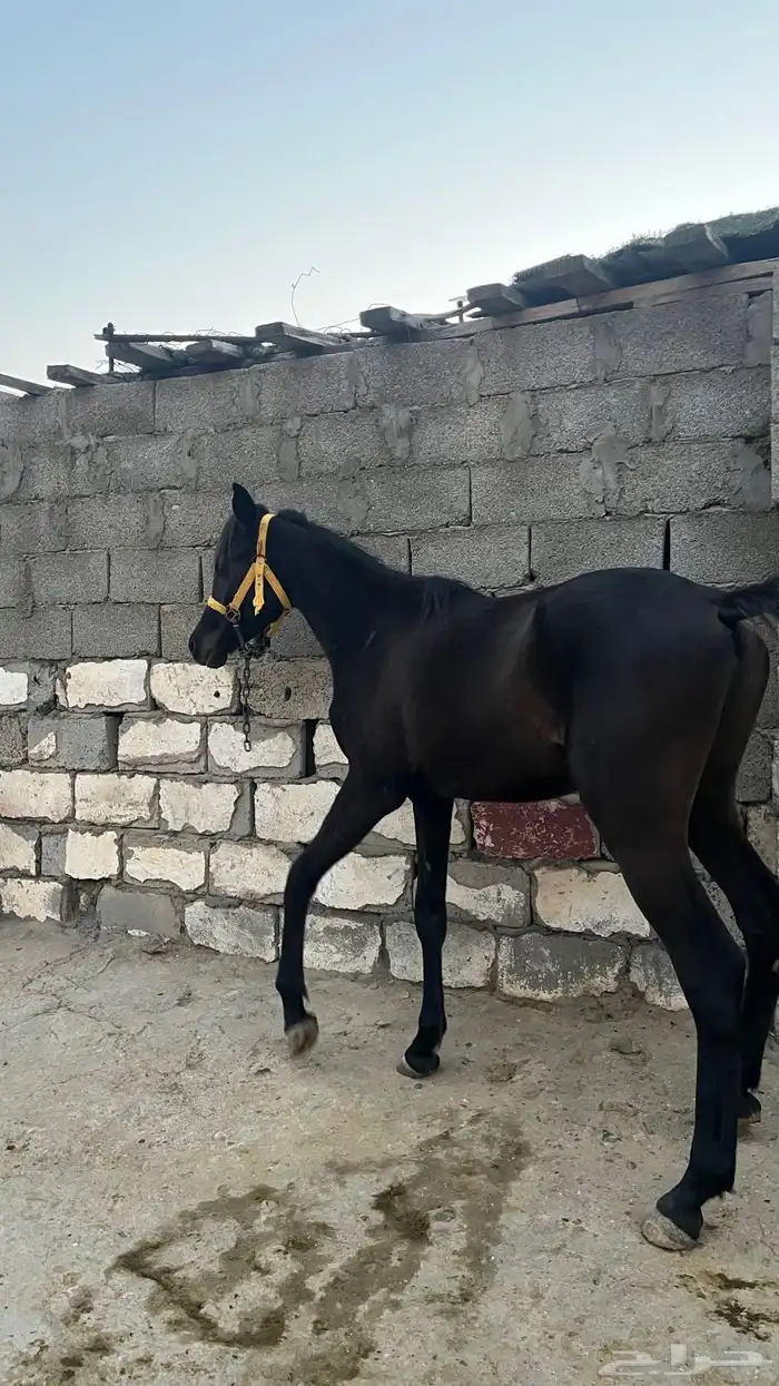 مهر ادهم بطل. 2