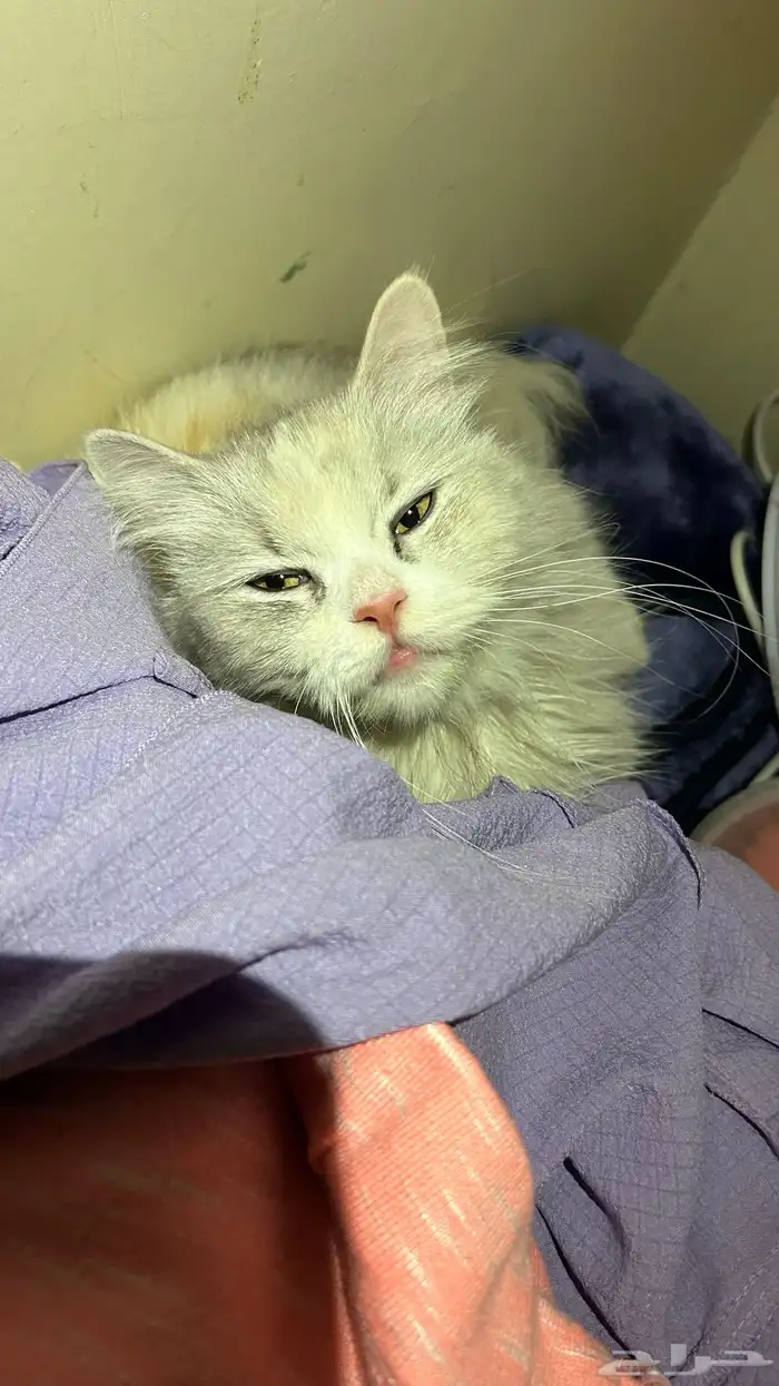 قطه ضايعه او هاربه او رامينها 2