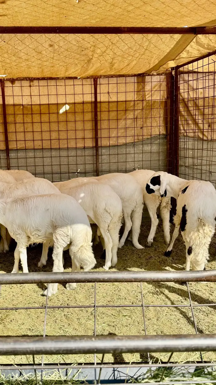 ذبائح مع خدمة السلخ والتوصيل 11