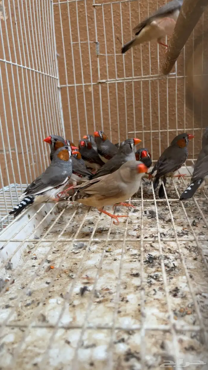 14 حبه زيبرا سوم وشيلهم 0