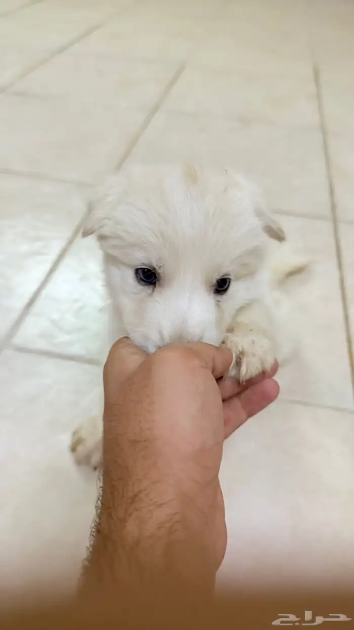 ذكر هاسكي ابيض بيور 1