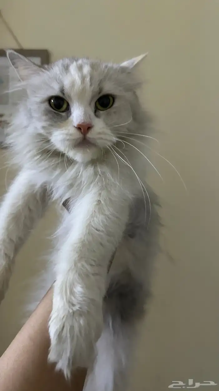 قطه ضايعه او هاربه او رامينها 6