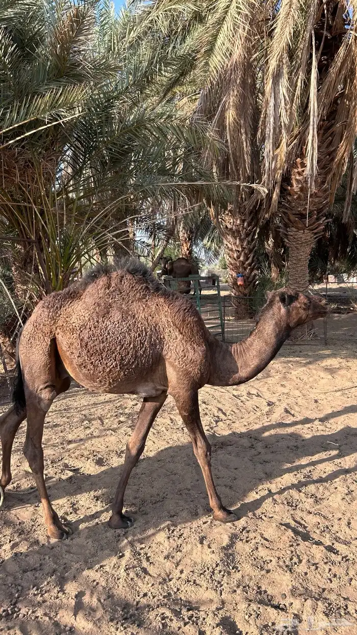 قعدان للبيع 1