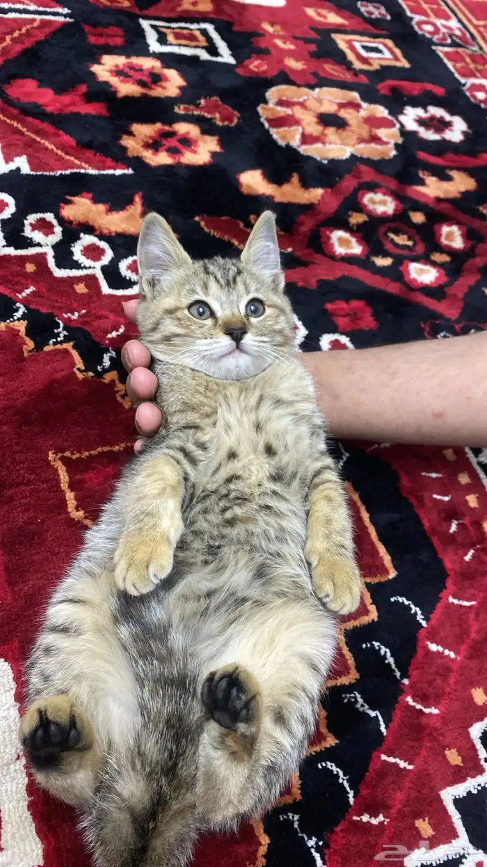 قطه للبيع 2