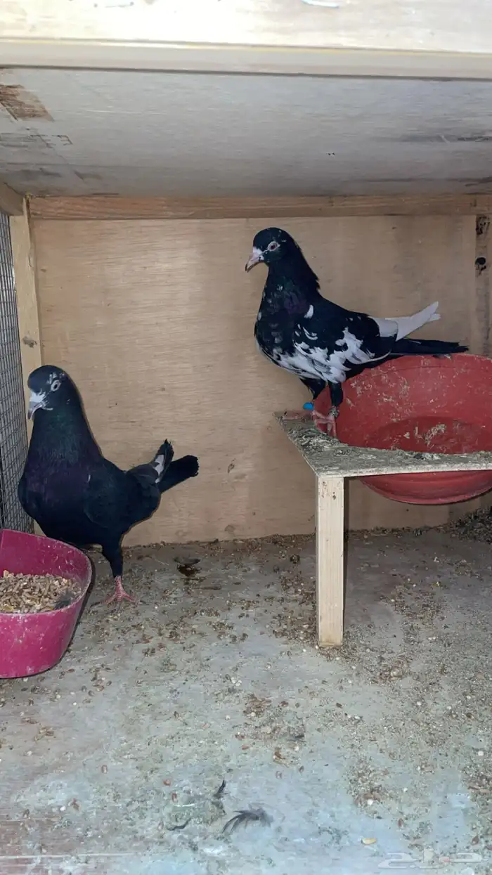 رام بوري باكستاني 1