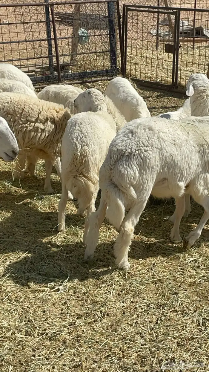 طليان ذبايح حريات 6