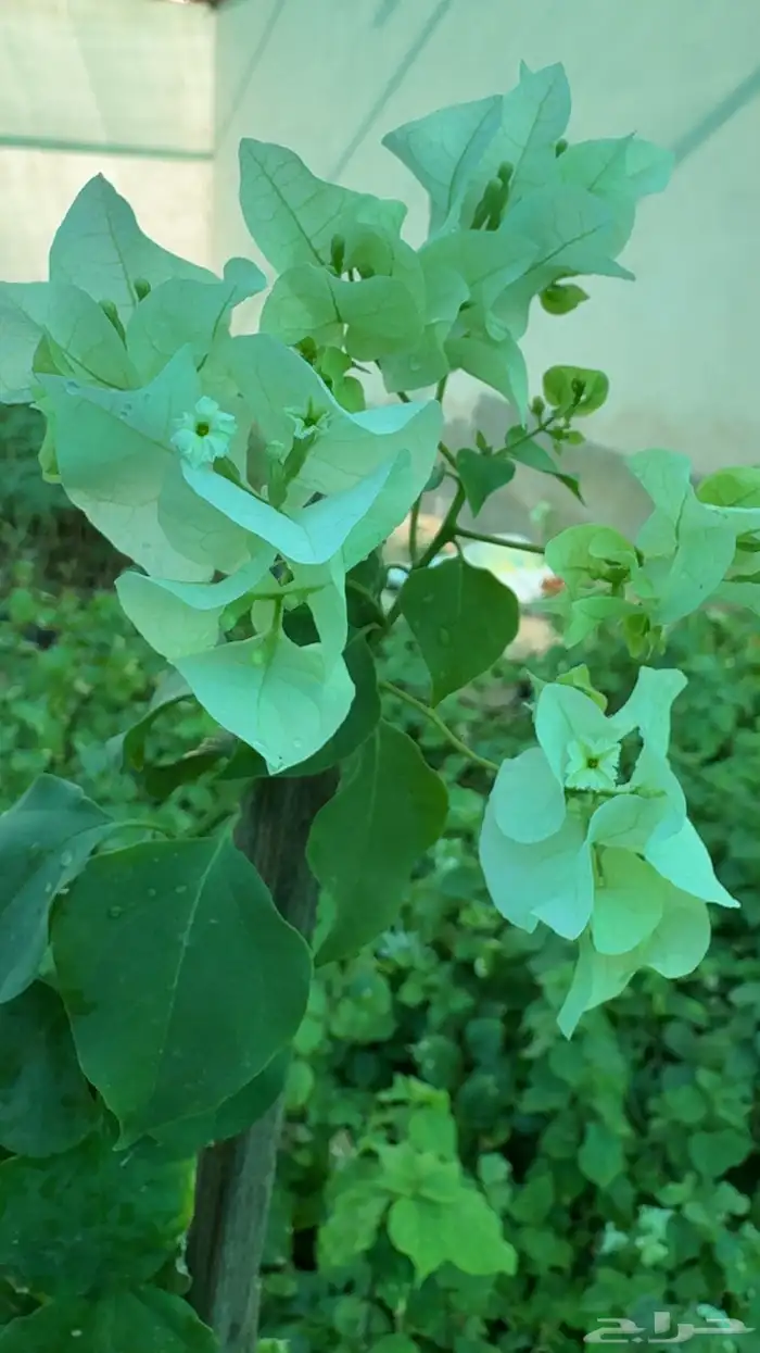 شتلات للبيع 7