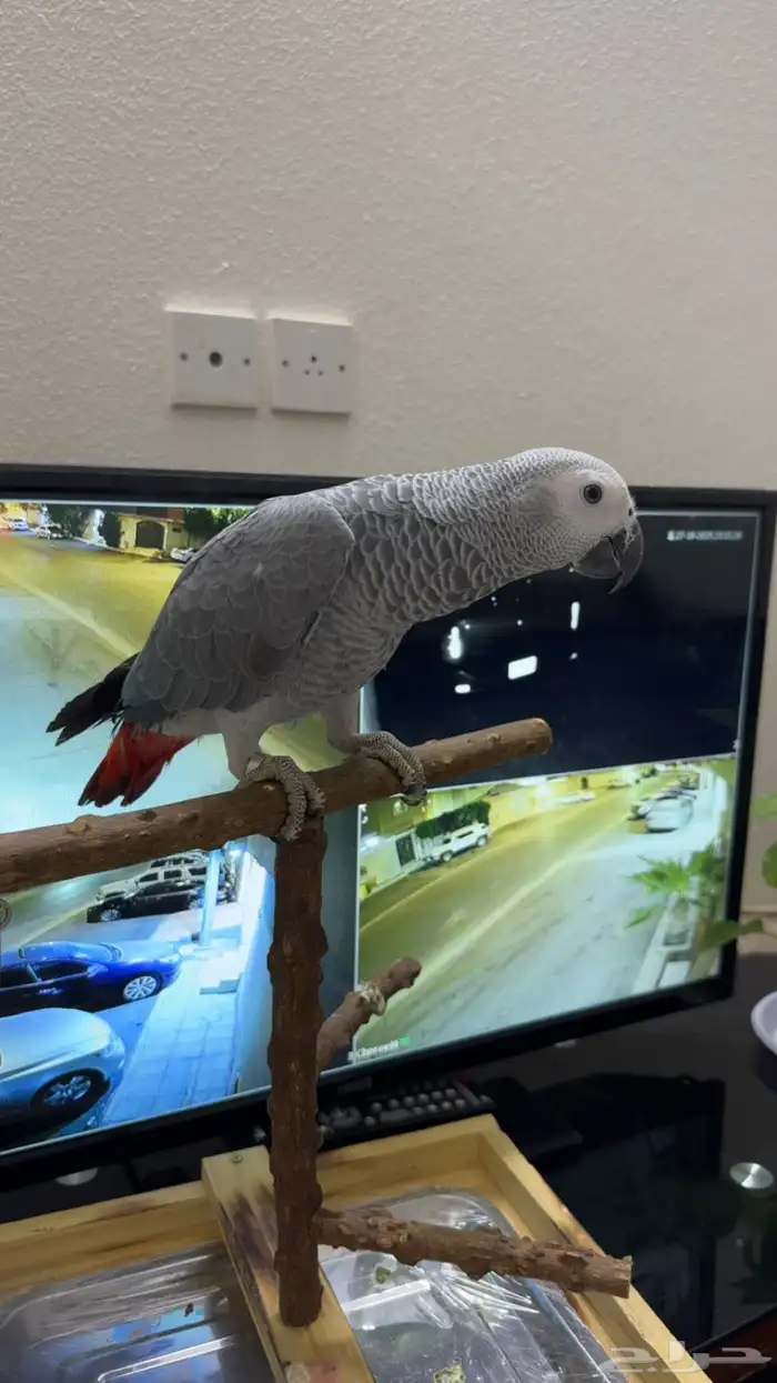 فرخ كاسكو متكلم 6