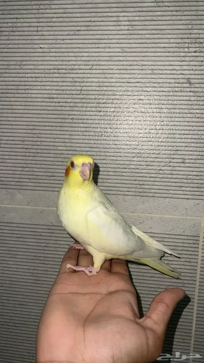 فرخ كروان ( كوكتيل ) 0