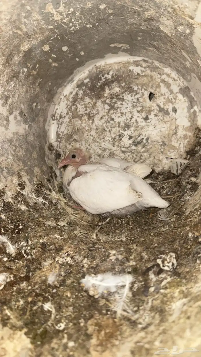 زعاليل فرنسي طيبه 0