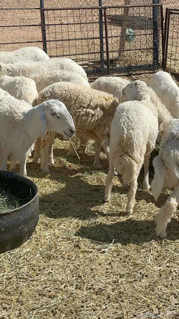 طليان ذبايح حريات 0