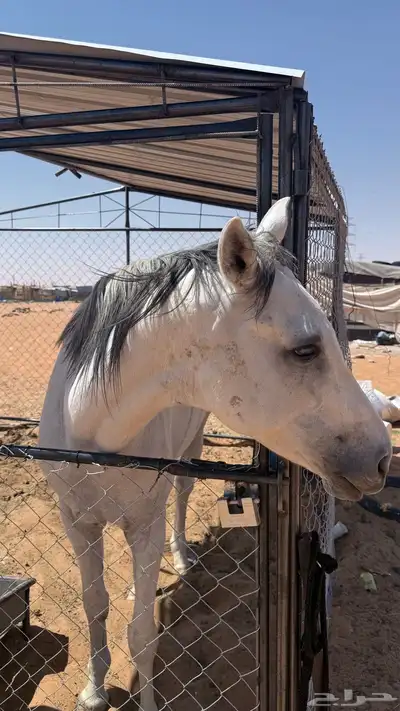 حصان للبيع index