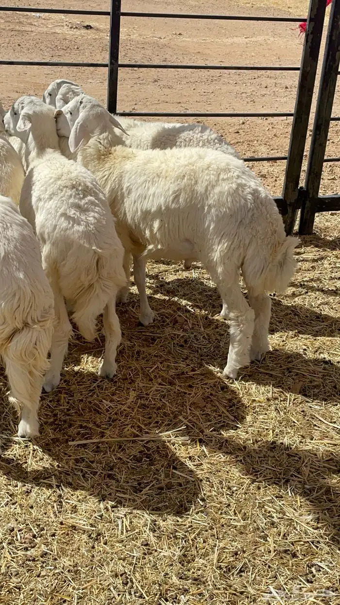 طليان ذبايح حريات 13