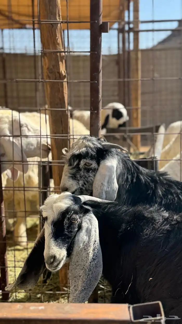 ذبائح مع خدمة السلخ والتوصيل 8