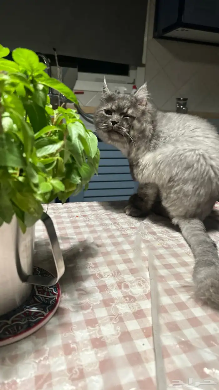 حصلنا قط ضايع 2