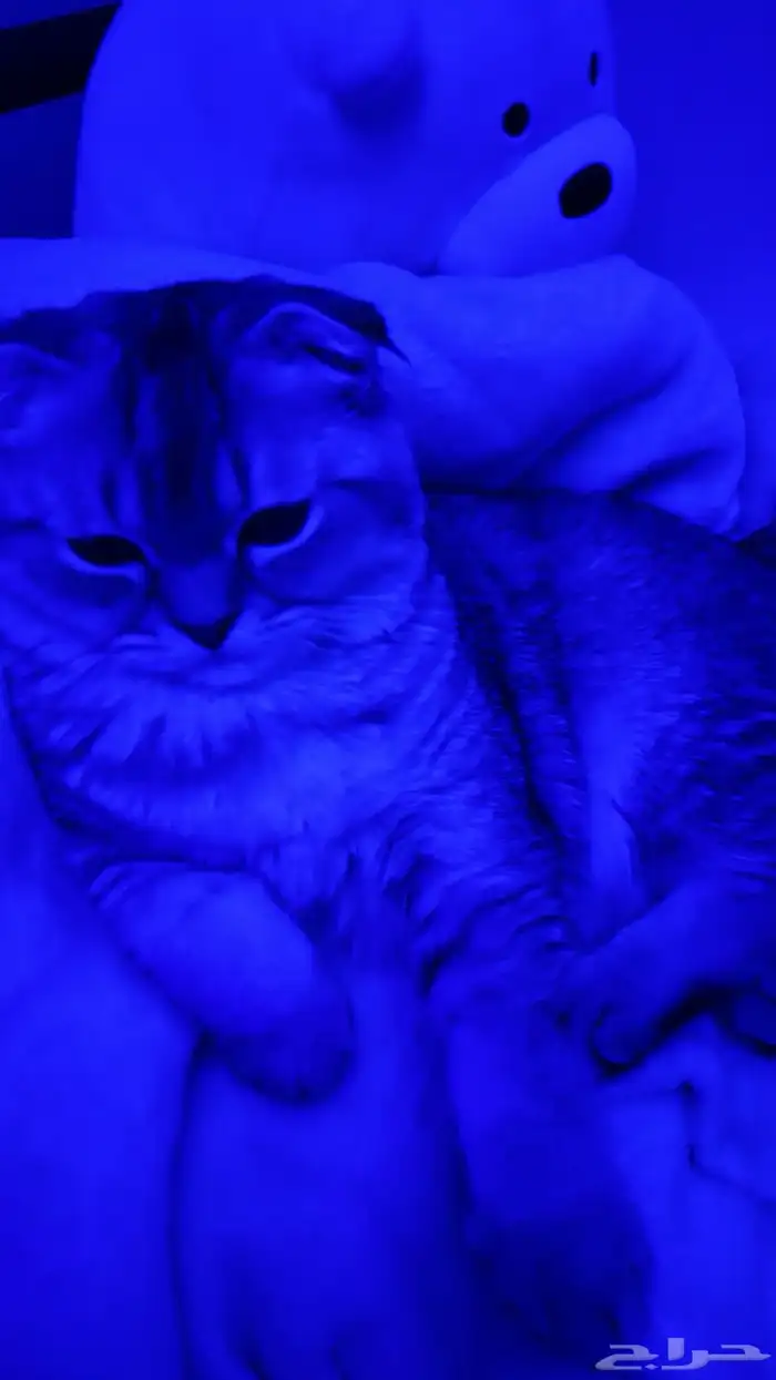 قطه سكوتش للبيع مع أغراضها 0