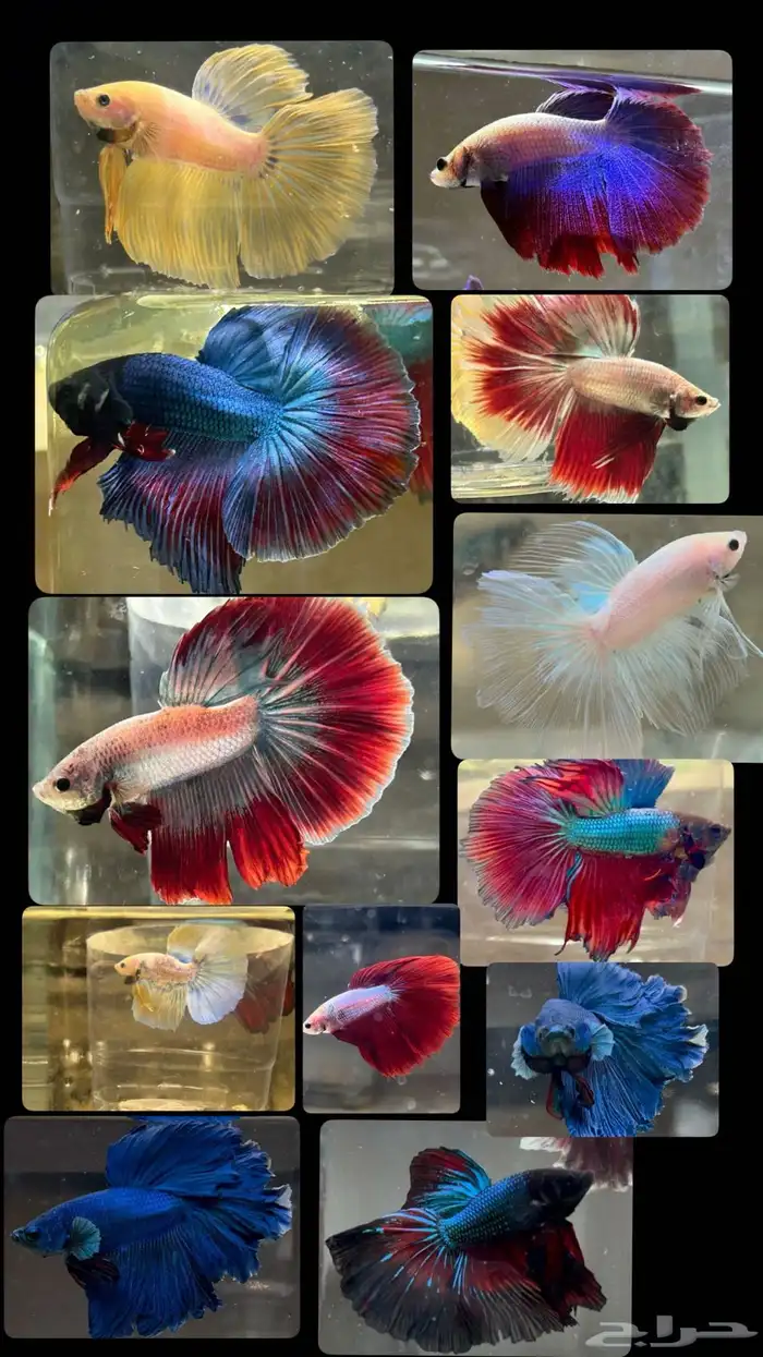 للبيع اسماك فايتر هاف مون عرض خاص السمك 15 3