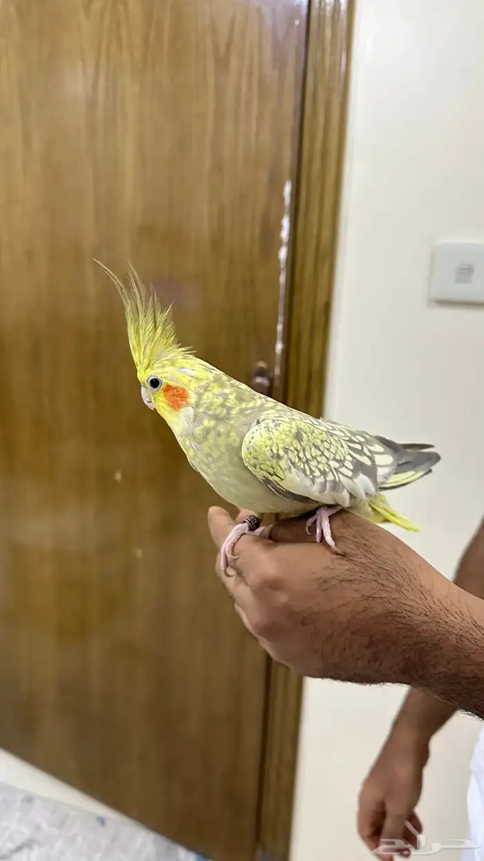 كروان انثى 0