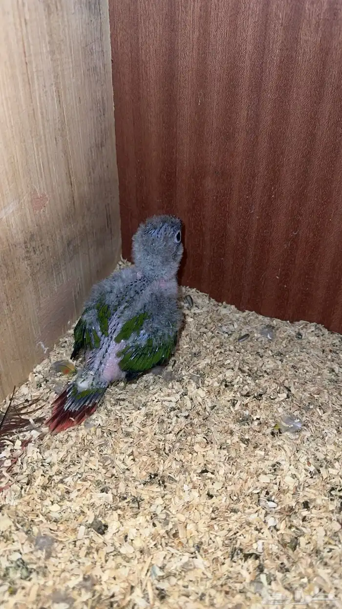 فرخ كنيور يلو سايد 3