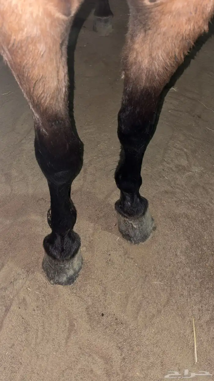 بوني سليم شرط العمر 3 سنوات هادي 1