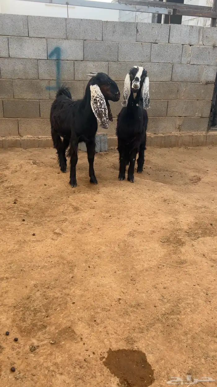 ( تم البيع ) جفرتين مشروكات 0