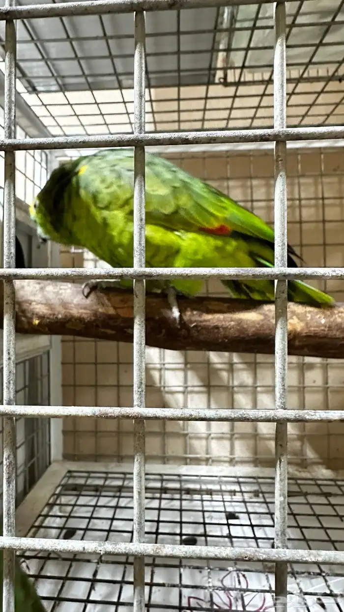 تم البيع زوج امازوني 12